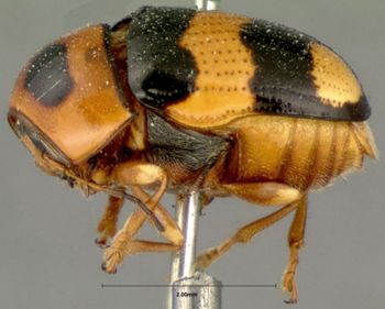 Media type: image; Entomology 9292   Aspect: habitus lateral view